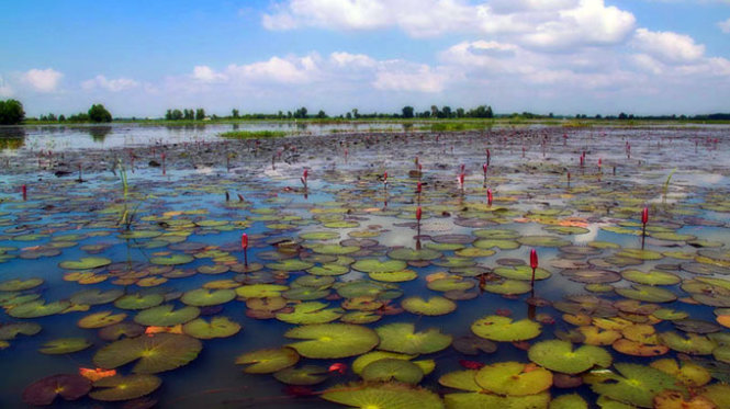 [-]Ngây[-]ngất[-]mùa[-]hoa[-]súng[-]miền[-]Tây